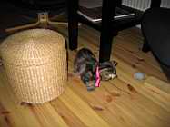 IMG_0725.JPG