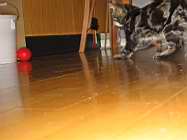 IMG_0804.JPG