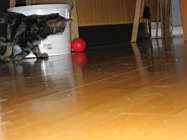 IMG_0805.JPG